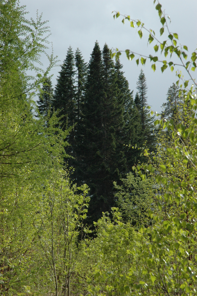Abies balsamea ©jaakko