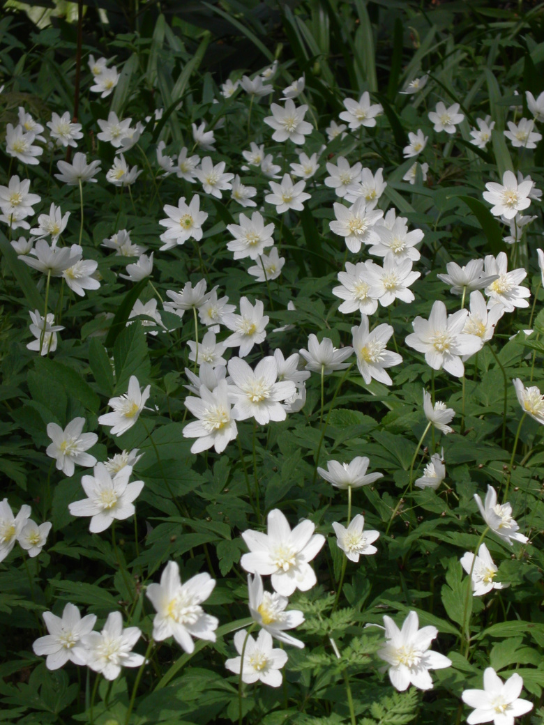 Anemone nemorosa f. alba plena ©jaakko