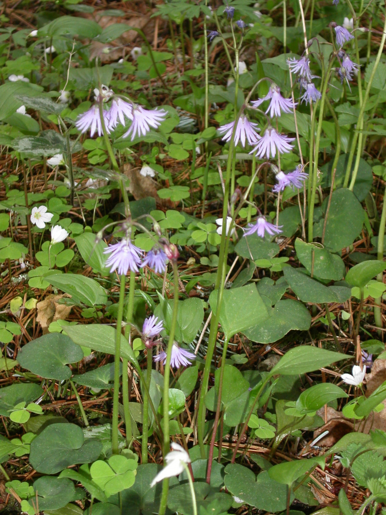 Soldanella montana eli alppikello