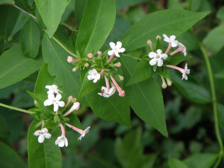 abelia_mosanensis_kukka.jpg
