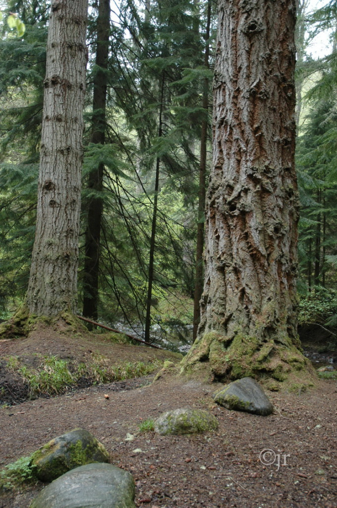 Abies grandis @Skotlanti ©jr