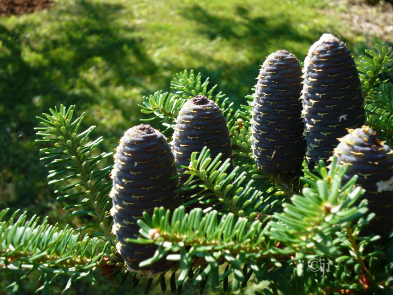 Abies koreana ©jr