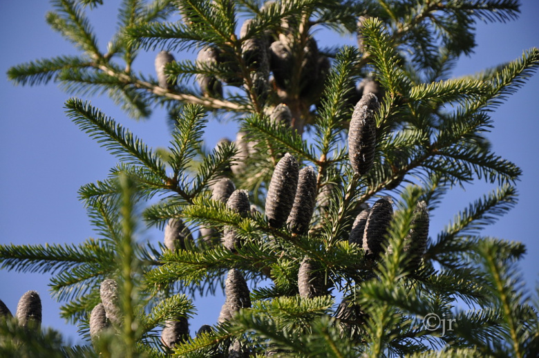 Abies lasiocarpa, kävyt ©jr