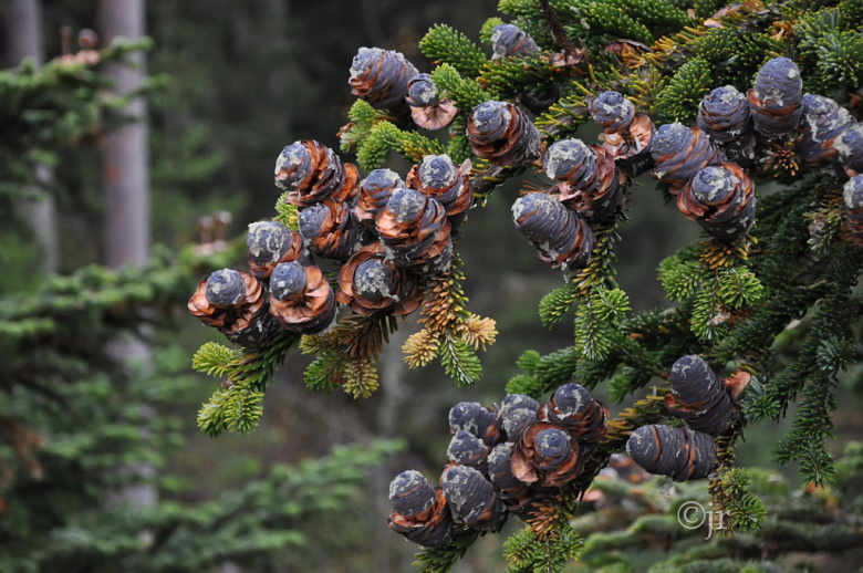 Abies mariesii, käpyoksa ©jr