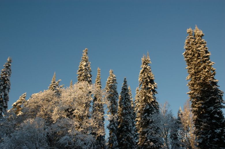 Abies sibirica, talvimaisema ©jr
