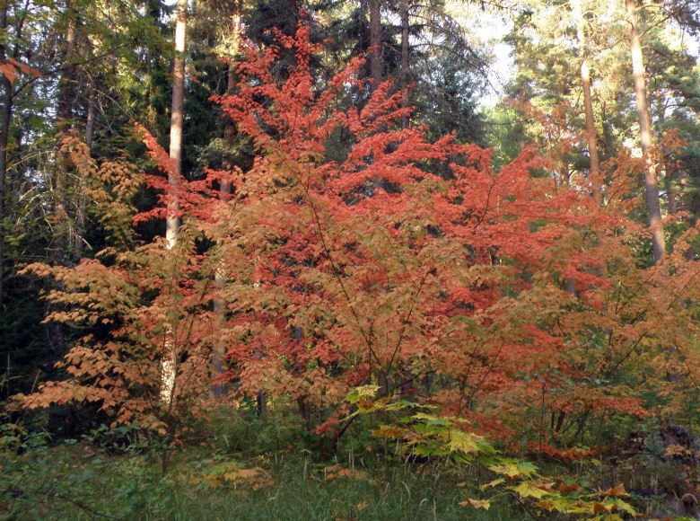 acer_barbinerve_yleiskuva_jsaarinen.jpg