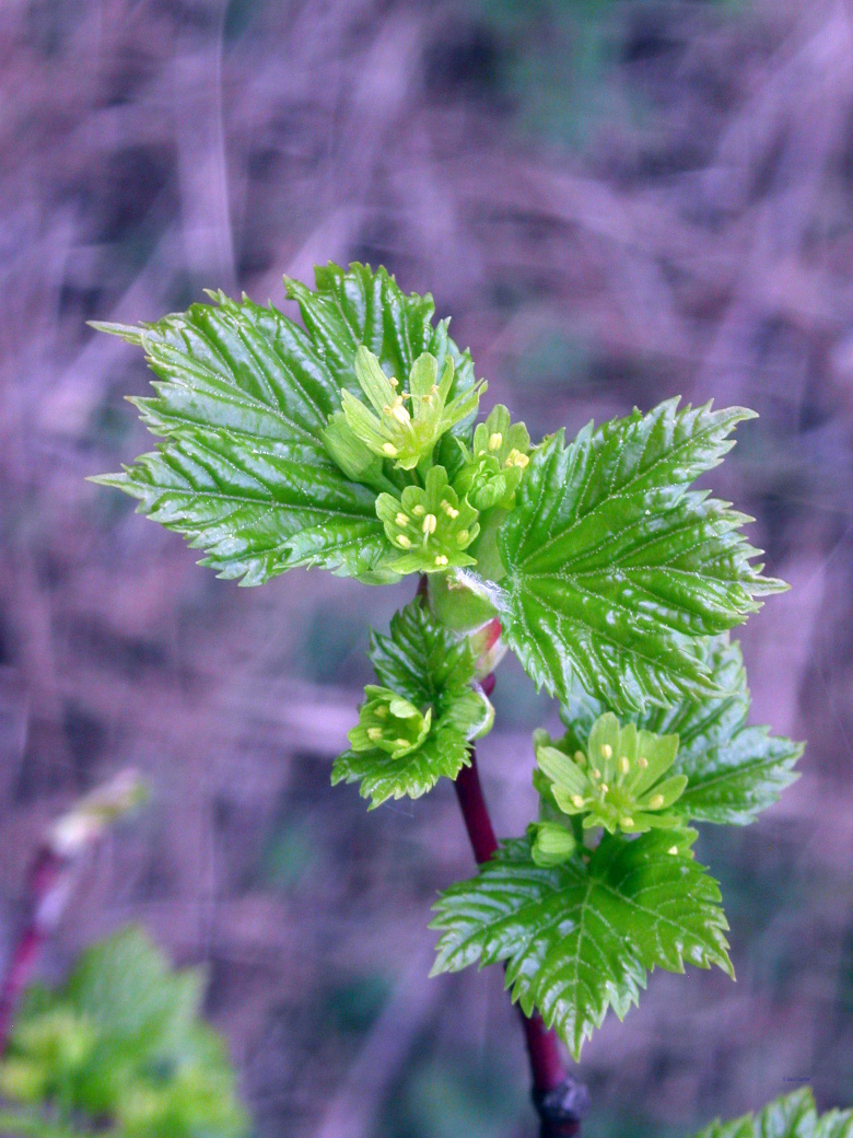 acer_glabrum_douglasii_kukinta_jsaarinen.jpg
