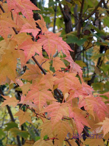 acer_komarovii_kumpula_jsaarinen.jpg
