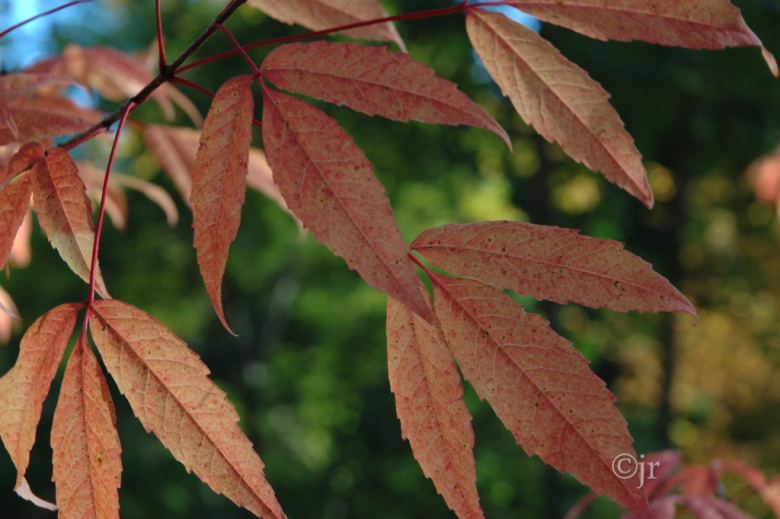 acer_mandshuricum_lehti_jreinikainen.jpg