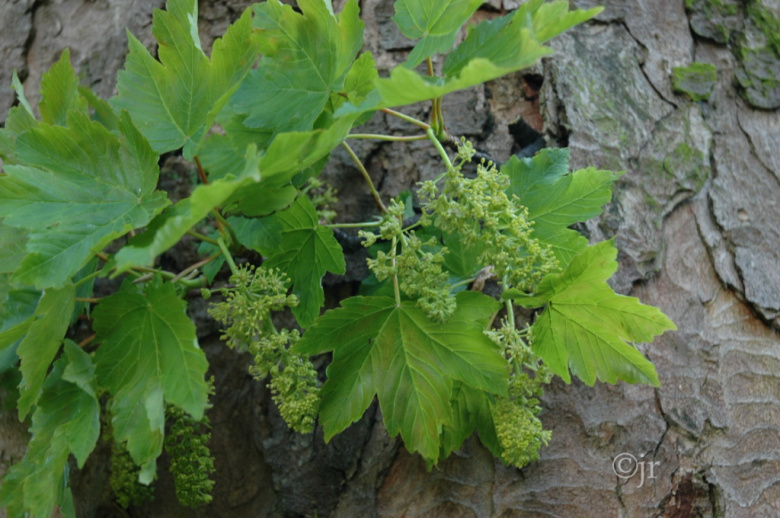 acer_pseudoplatanus_kukkaoksa_rungolla_jreinikainen.jpg