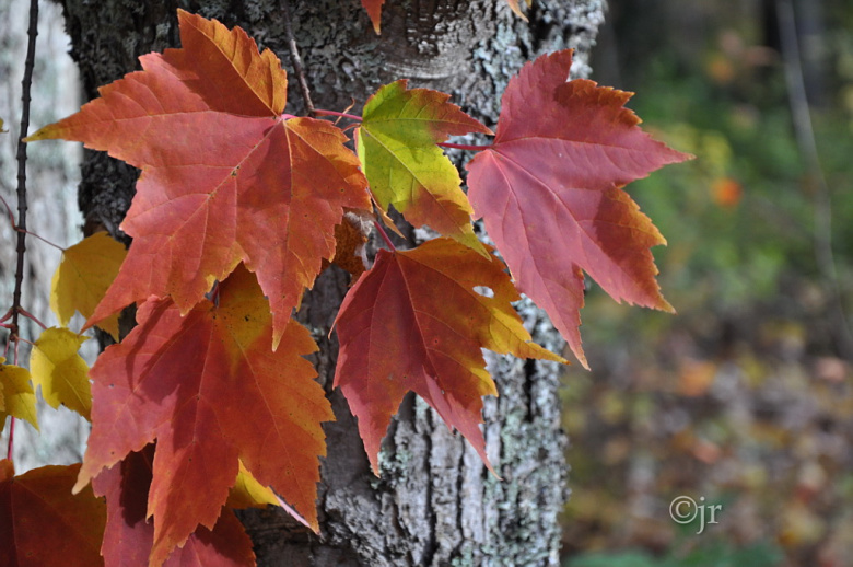 acer_rubrum_lehti_jreinikainen.jpg