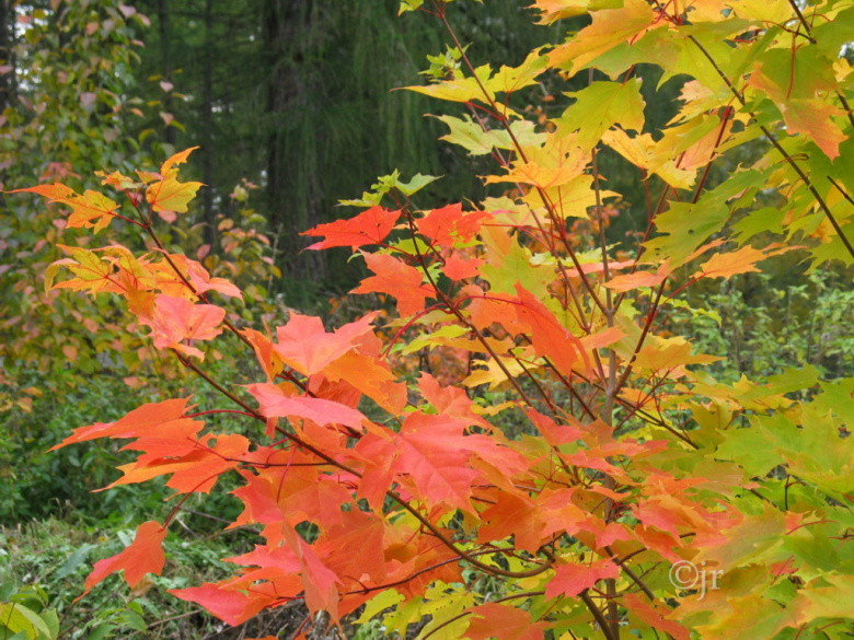 acer_saccharum_lehtiruska_jreinikainen.jpg