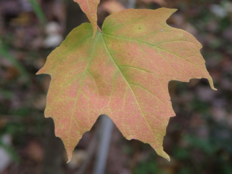 acer_saccharum_nigrum_lehdet_jsaarinen.jpg