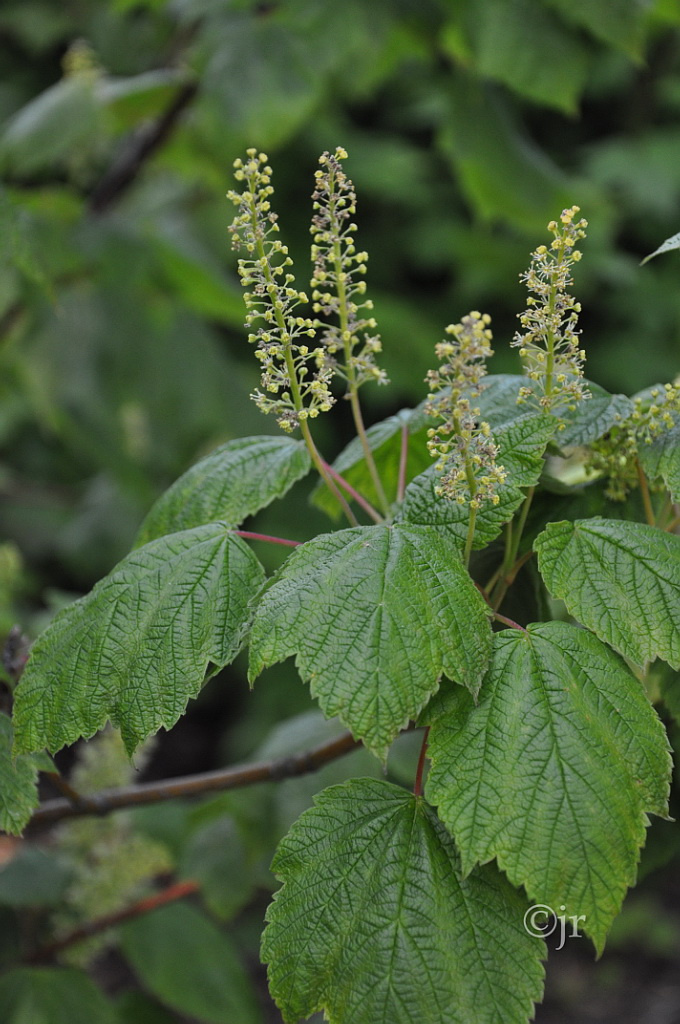 acer_spicatum_kukka_kumpula_jreinikainen.jpg