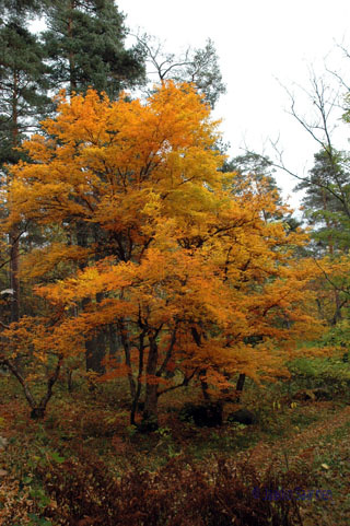acer_triflorum_yleiskuva_jsaarinen.jpg