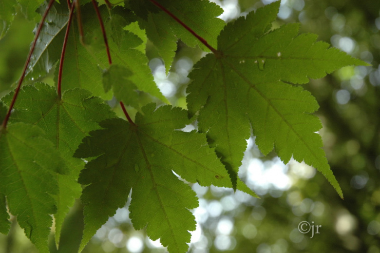 acer_tschonoskii_rubripes_lehti_horsholm_jreinikainen.jpg