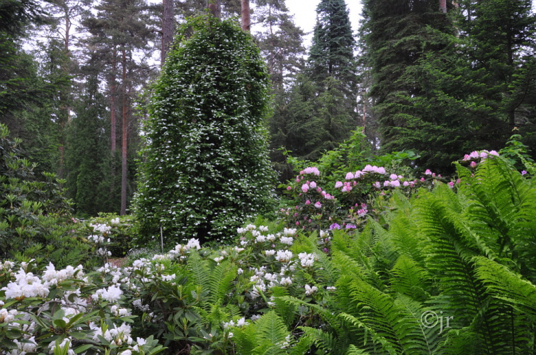 actinidia_kolomikta_jreinikainen.jpg