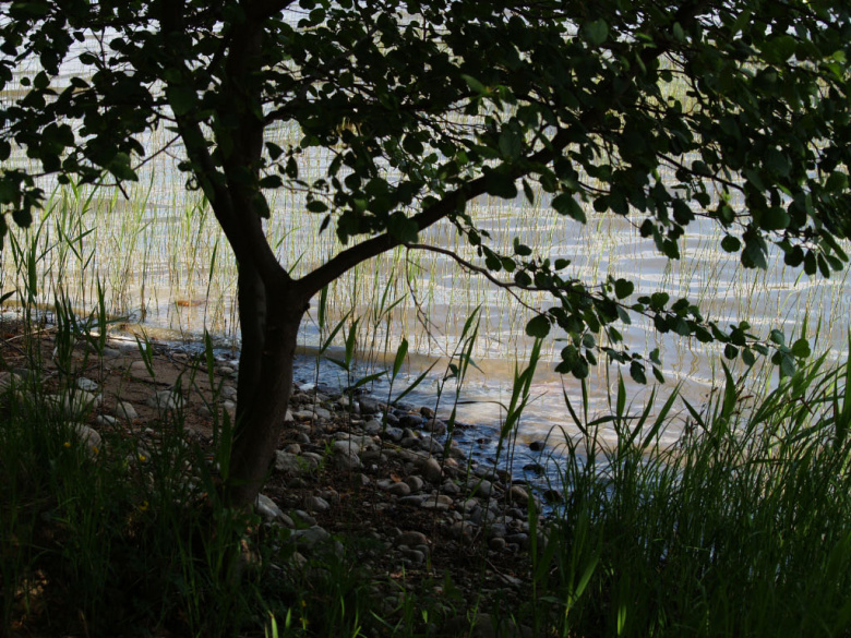 Alnus glutinosa © Susanna