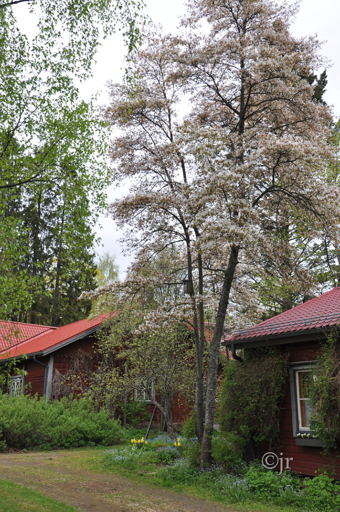 amelanchier_spicatum_jreinikainen.jpg
