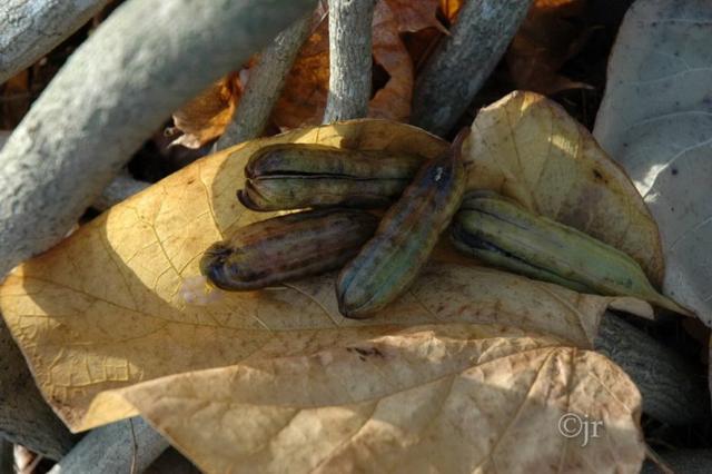aristolochia_macrophyllum_siemen_jreinikainen.jpg