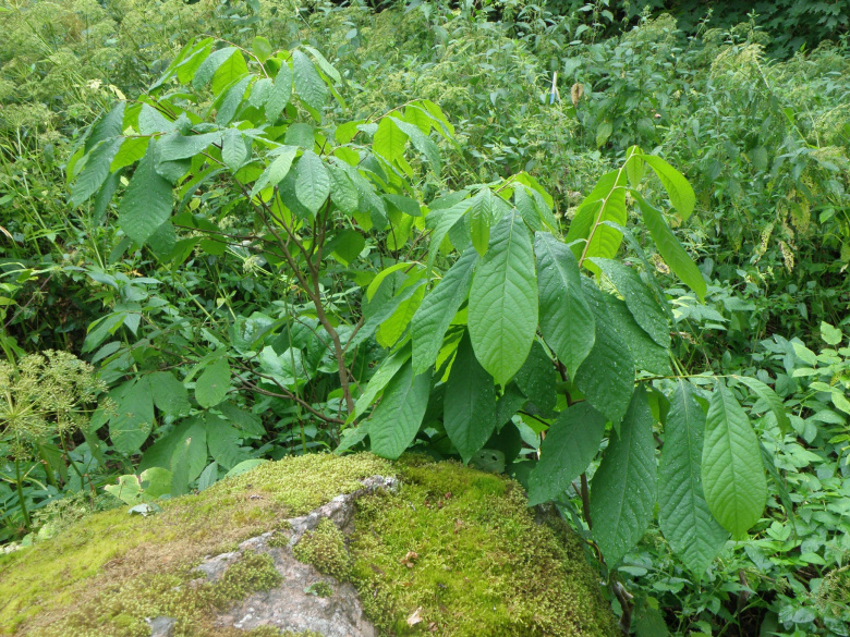 asimina_triloba_lehdet.jpg