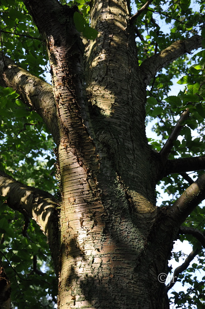 betula_alleghaniensis_runko_tanska_jreinikainen.jpg