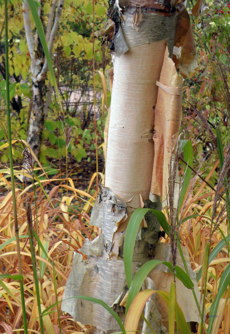 betula_costata_kumpula_jsaarinen.jpg
