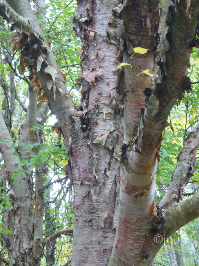 betula_ermanii_runko_goteborg_jreinikainen.jpg
