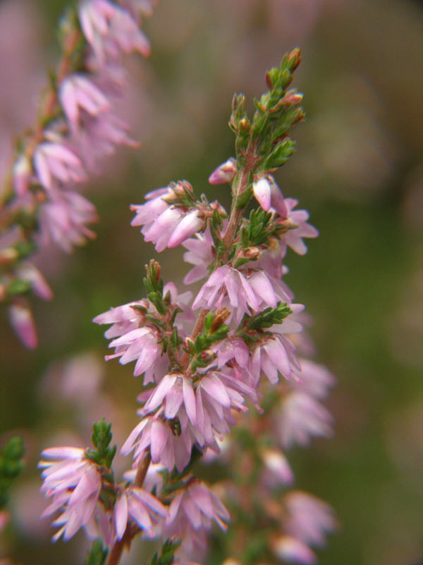 calluna_vulgaris_kristiantheqvist.jpg