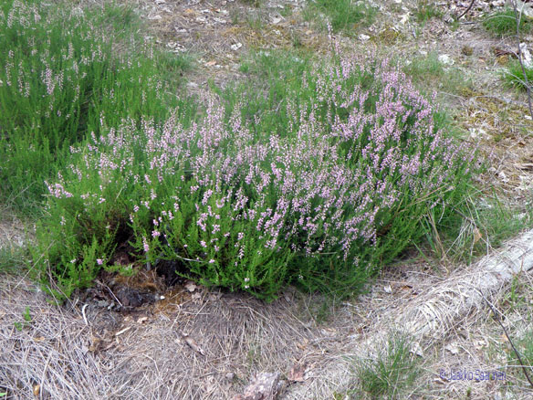 calluna_vulgaris_kukinta_jsaarinen.jpg