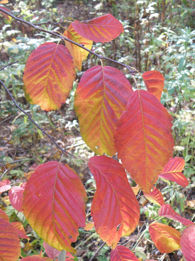 carpinus_caroliniana_lehdet_jsaarinen.jpg
