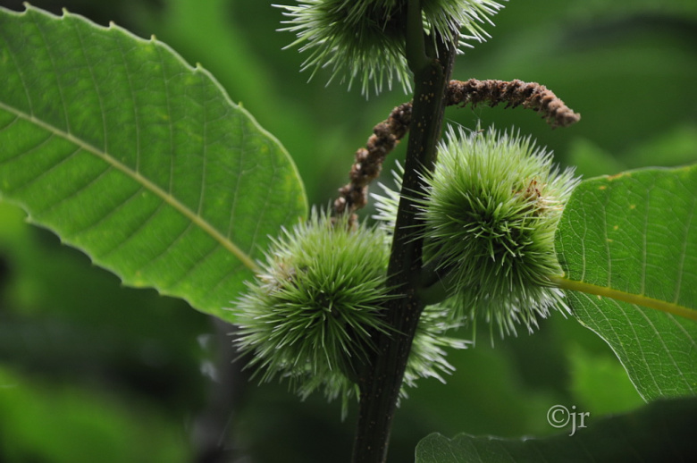 castanea_sativa_pahkina_ja_lehti_tanska_jreinikainen.jpg