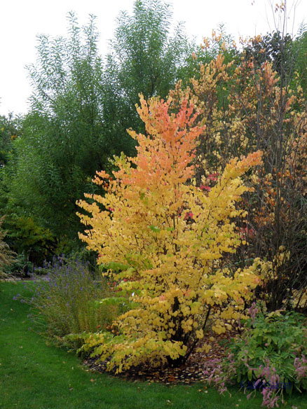 cercidiphyllum_japonicum_kumpula_jsaarinen.jpg