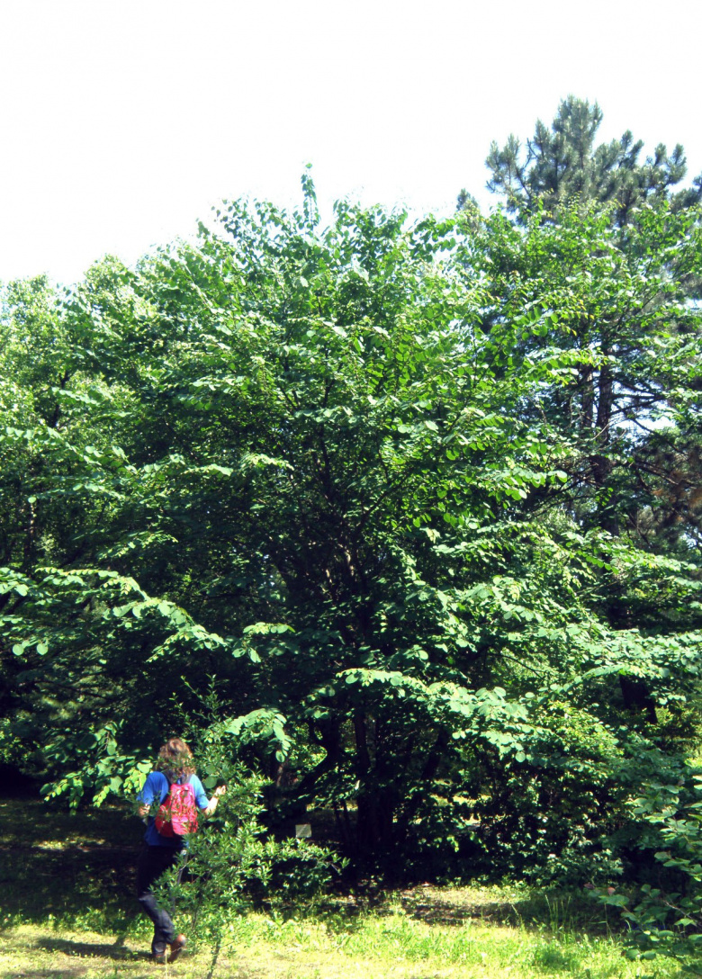 cercidiphyllum_magnificum_pietari_jsaarinen.jpg
