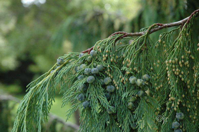 chamaecyparis_nootkatensis_siemen_copenhagen_jreinikainen.jpg