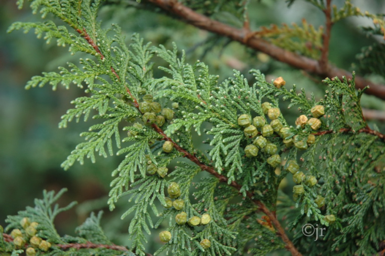 chamaecyparis_pisifera_siemen_jreinikainen.jpg