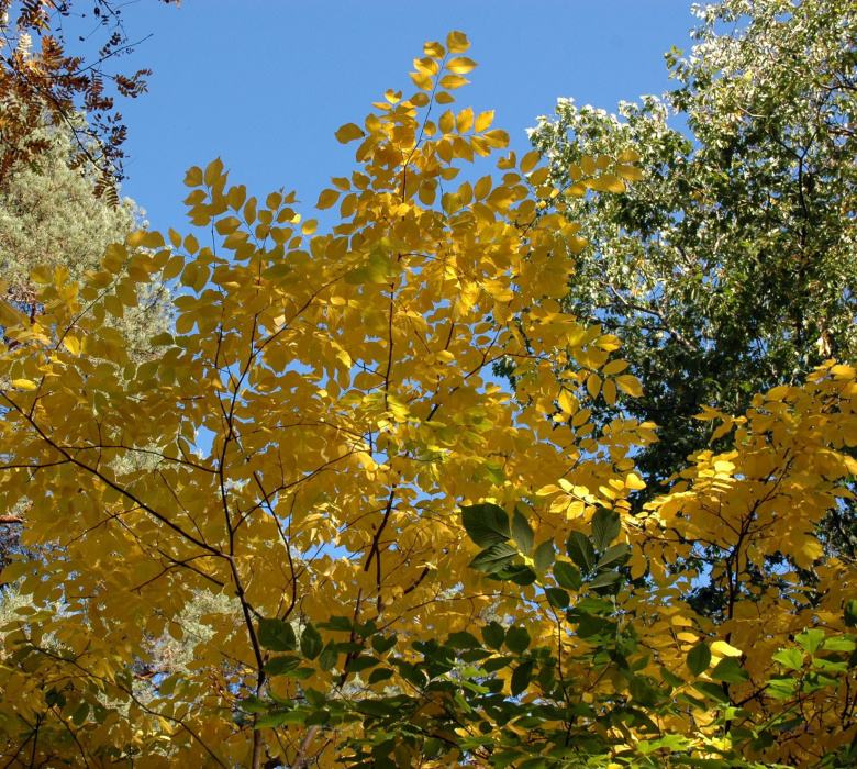cladrastis_kentukea_ruska_jsaarinen.jpg
