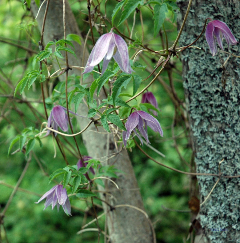 clematis_ochotensis_kukinta_jsaarinen.jpg