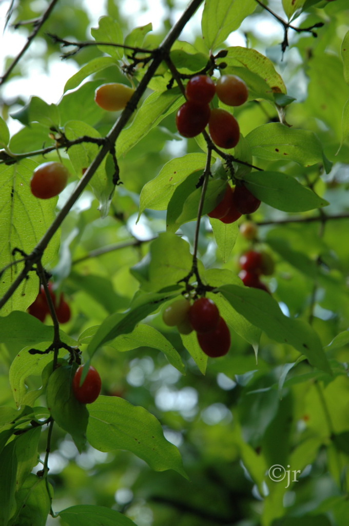 cornus_mas_marjaoksa_latvia_jreinikainen.jpg