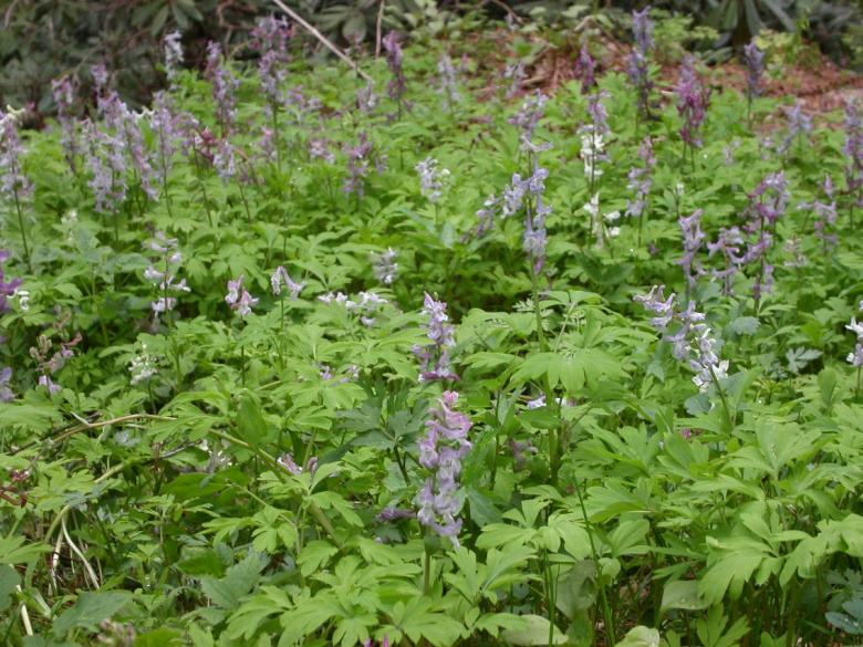 corydalis_cava_kukinta.jpg