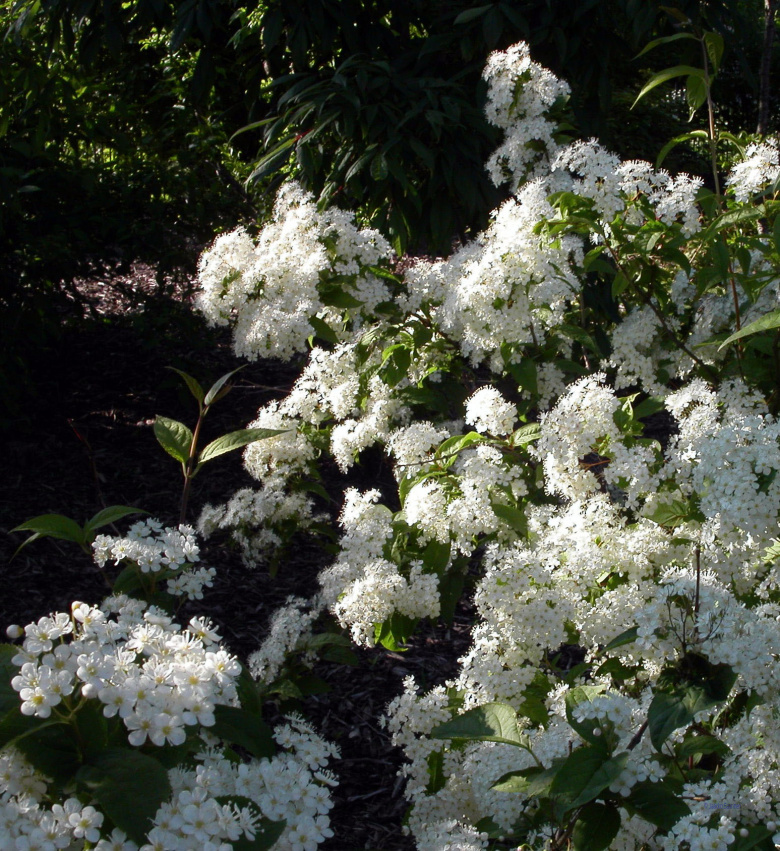 deutzia_glabrata_kumpula_jsaarinen.jpg