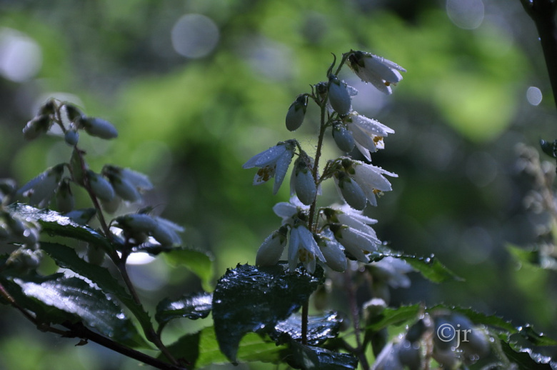 deutzia_jreinikainen.jpg
