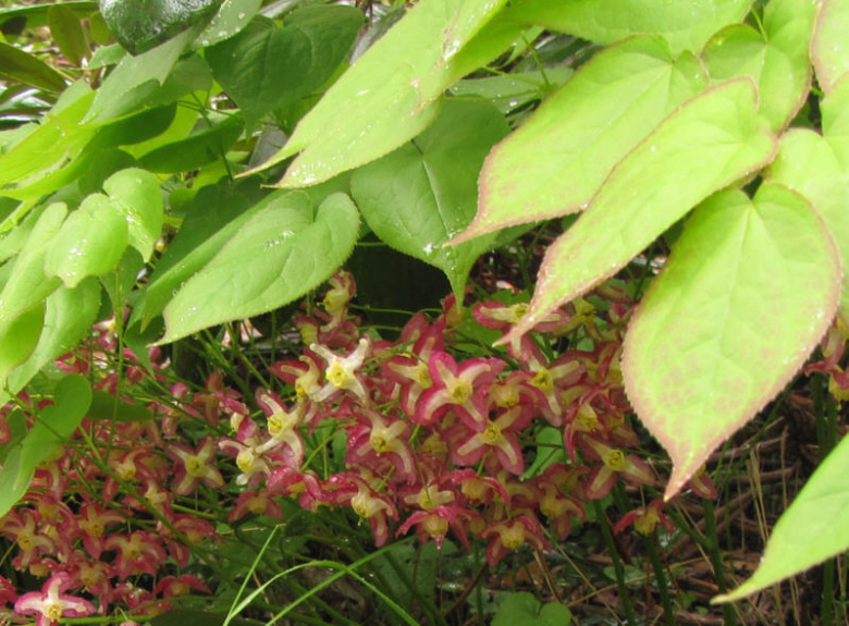 epimedium_kukkii_kristiantheqvist.jpg