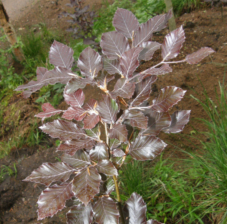 Fagus sylvatica 'Atropunicea' ©CTheqvist