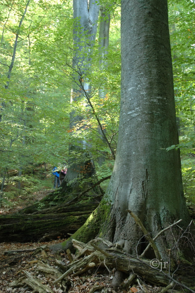 fagus_sylvatica_yk_slovakia_jreinikainen.jpg