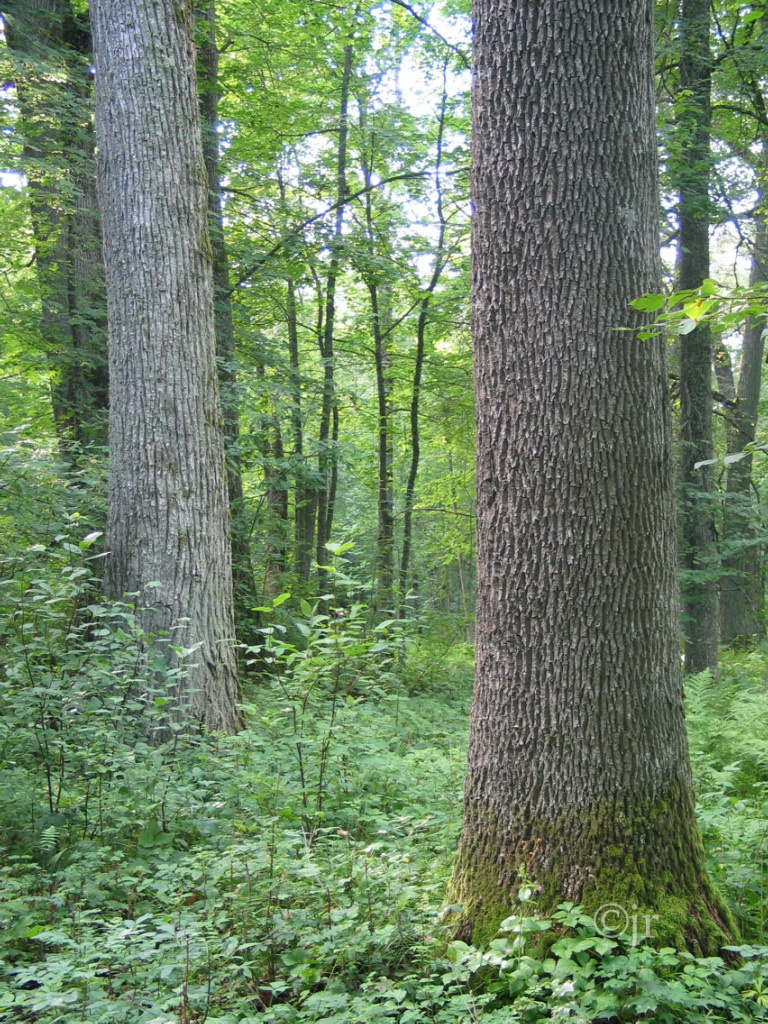 fraxinus_excelsior_runko_rilax_jreinikainen.jpg