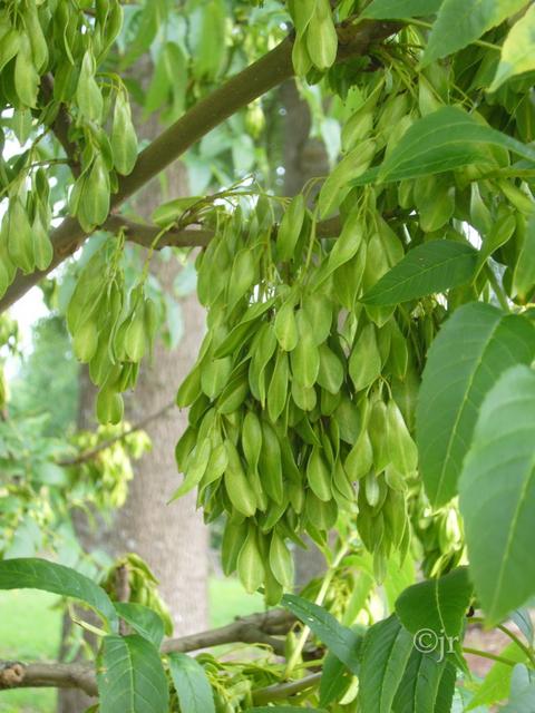 fraxinus_excelsior_siemen_jreinikainen.jpg