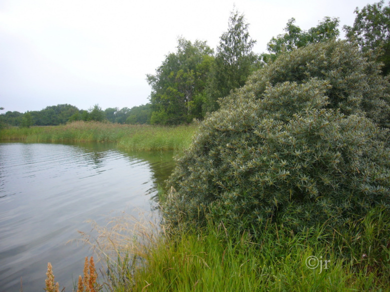 hippophae_rhamnoides_yk_ahvenanmaa_jreinikainen.jpg