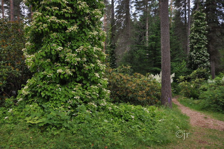 hydrangea_anomala_petiolaris_jreinikainen.jpg
