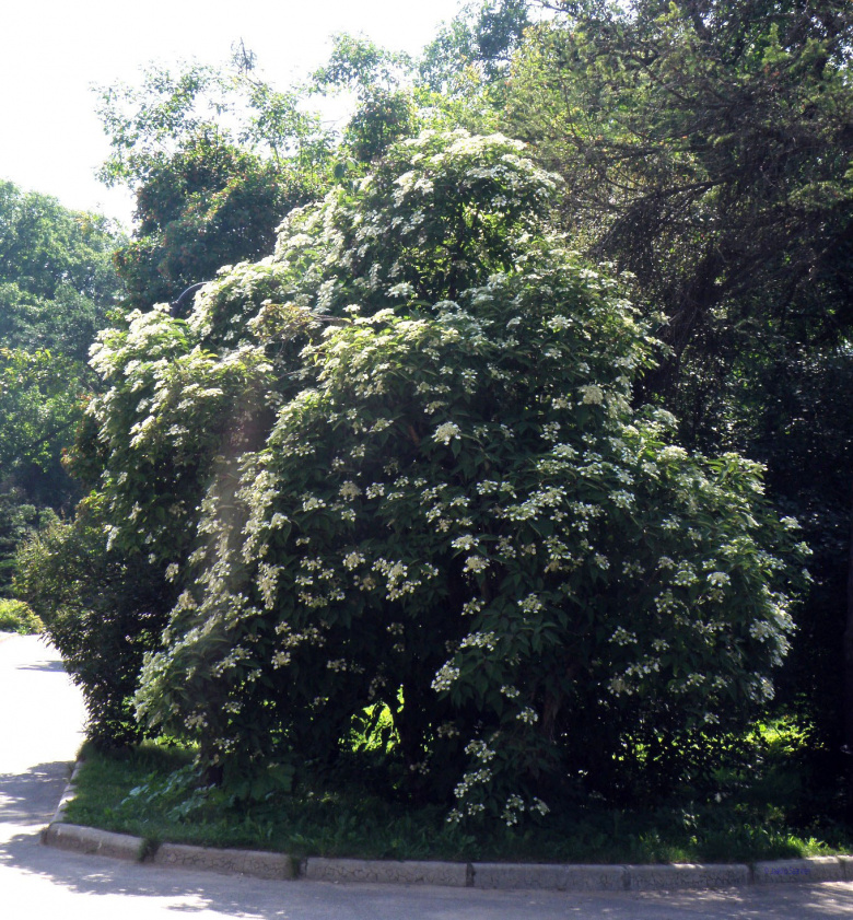 hydrangea_bretschneideri_pietari_jsaarinen.jpg